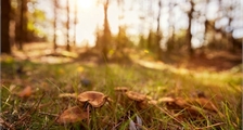 Ranger paddenstoelen workshop in Center Parcs Erperheide
