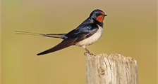 Workshop: Vogelvoederketting in Center Parcs De Huttenheugte
