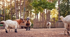 Geitenboerderij in Center Parcs Port Zélande
