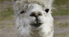 Alpacawandeling in Center Parcs De Vossemeren