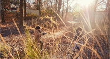 Nature trail wandeling in Center Parcs De Vossemeren