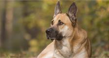 Met uw hond activiteiten in Landal Rabbit Hill